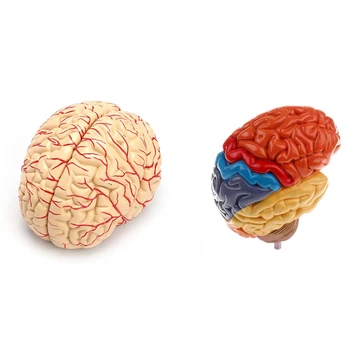 2 Бр Анатомическая Модел на Мозъка На Лабораторни Пособия За Преподаване на Анатомия, Модел на Човешкия Мозък и на Модел на Половината от Мозъка