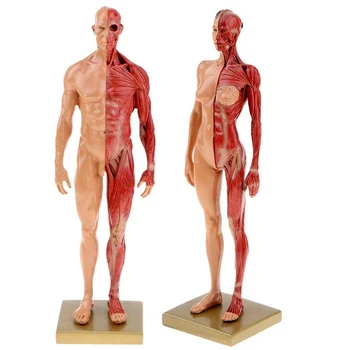 30 см Смола Анатомия на Човека Модел на Мускулния Скелет на Мъж на една Жена За Biologia Хирургично Обучение на Медицински Консумативи И Оборудване САМ New