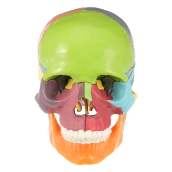 Медицински модел на главата на Черепа, модел на човешкия Череп, цветни медицинска Анатомическая модел