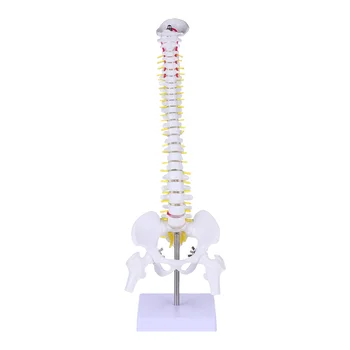 Модел Анатомия на гръбначния стълб Анатомични модели на гръбначния стълб на човека, тренировка на лумбалните прешлени, демонстрация на акупресура на тялото