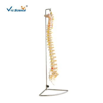 Модел на Скелета на гръбначния стълб В реален размер
