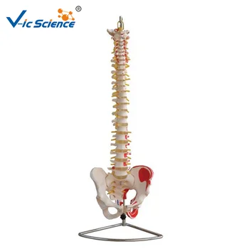 Модел на гръбначния Стълб на човека, Гръбначен стълб с Таза и Боядисани мускули