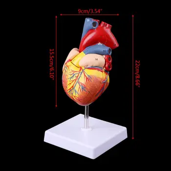Моделът на човешкото сърце е 1: 1 Модел на здравно подпори Безплатна доставка В разглобено формата на Анатомический Медицински обучителен инструмент Подвижни 2 част