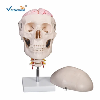 Череп с 8 части на мозъка и травма на главата-мозъчното отдел на гръбначния стълб, модел на черепа